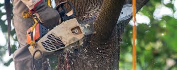 Best Storm Damage Tree Cleanup  in New Burlington, OH