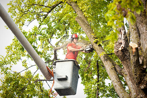 Best Arborist Consultation Services  in New Burlington, OH